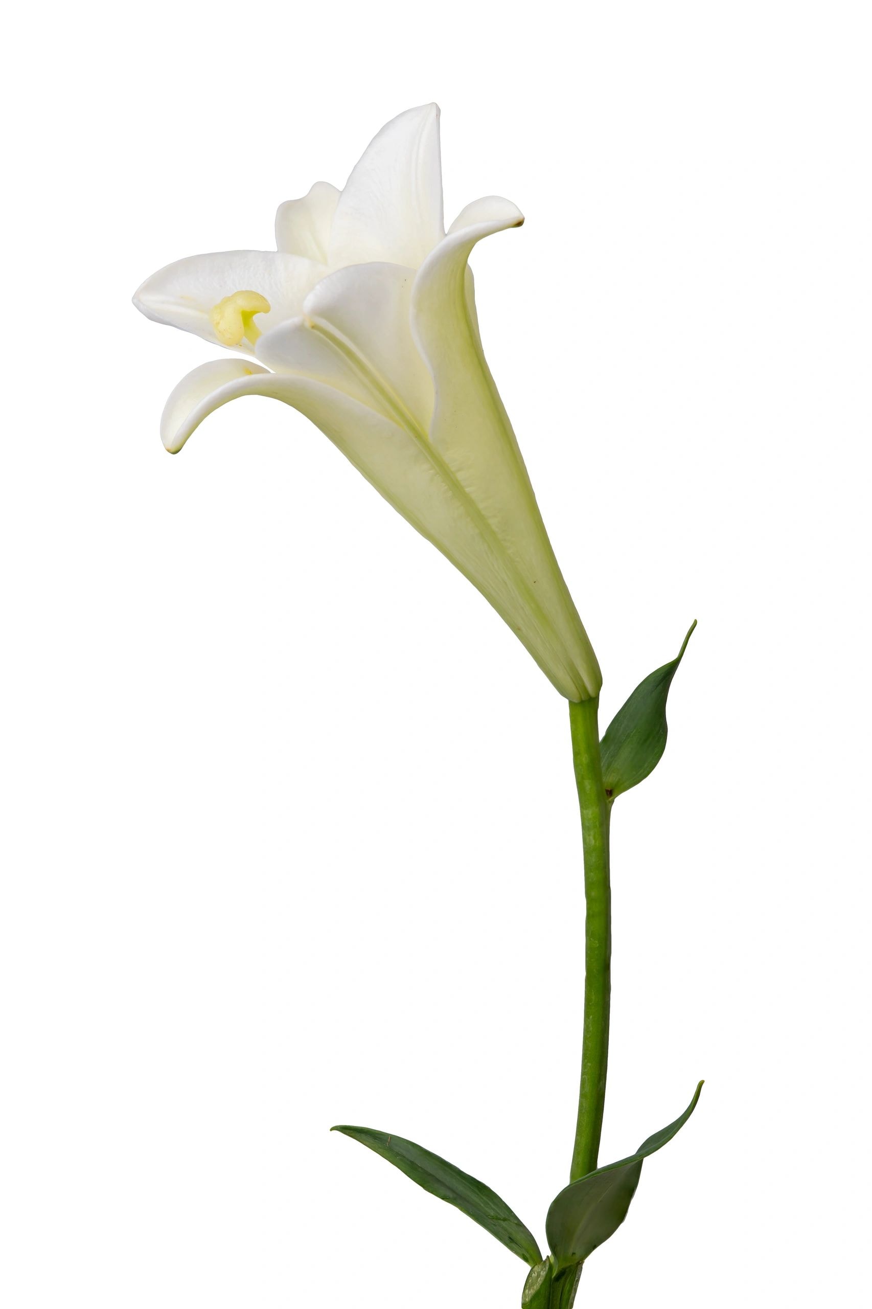 White Lily Standing Spray
