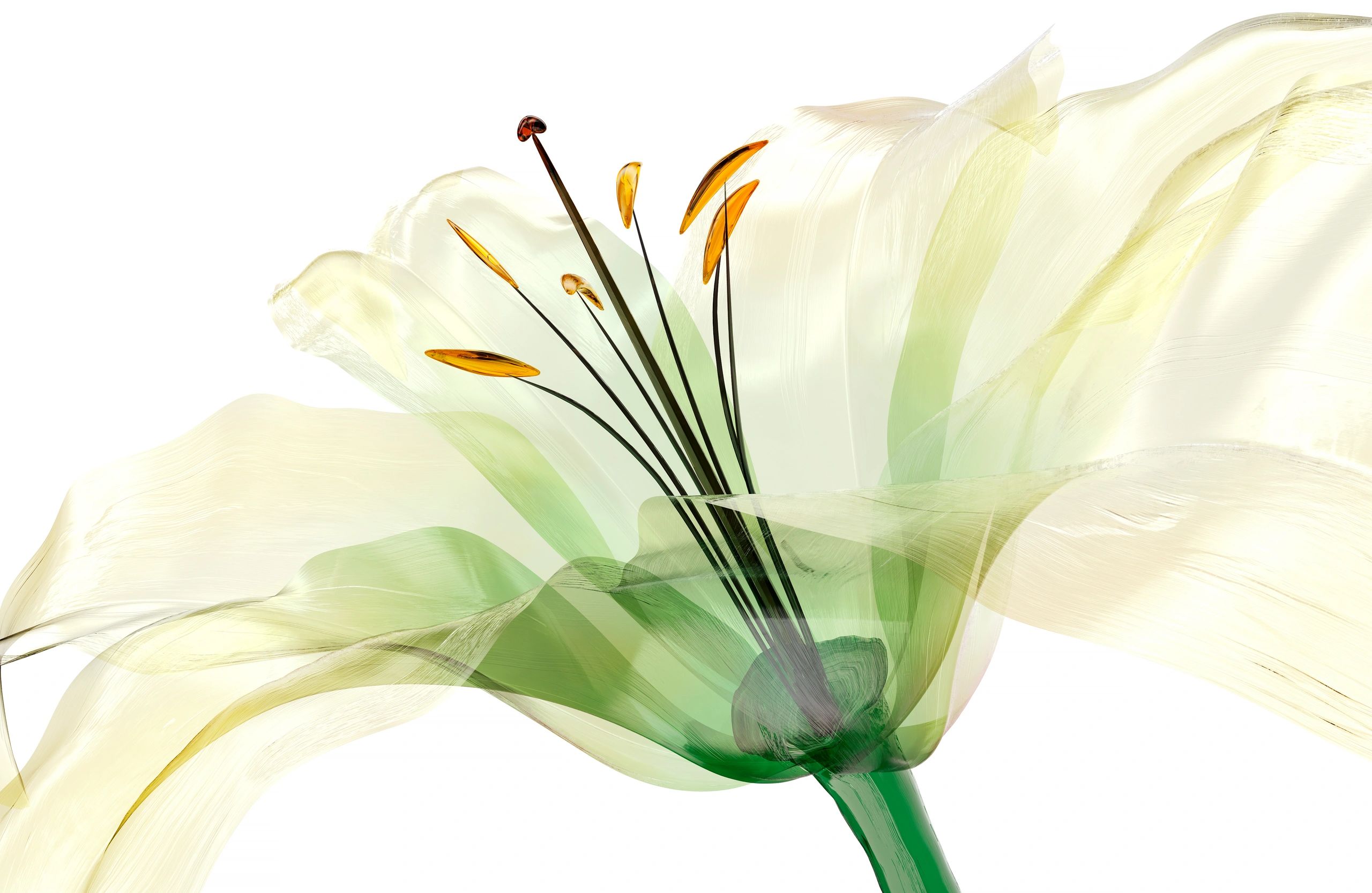 Botanical lily illustration