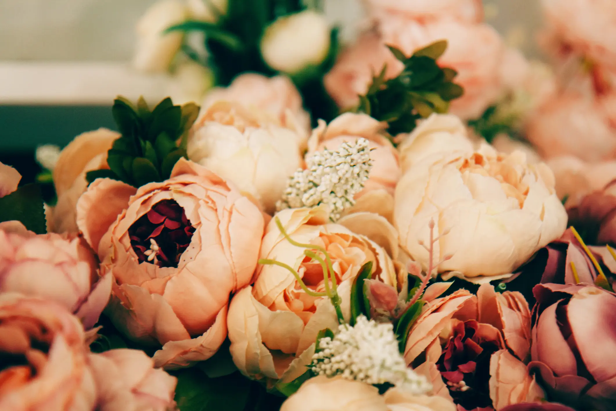 A close-up of several pale pink peonies with green leaves and small white flowers interspersed among them.